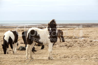 Portrait of a black and white Icelandic horse