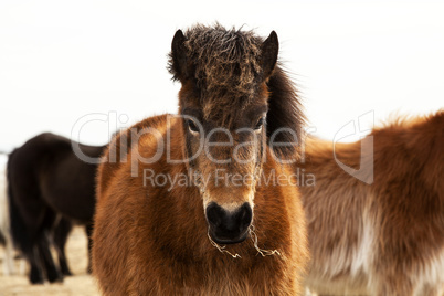 Portrait of an Icelandic pony with a brown mane