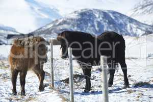 Two Icelandic horses on a meadow in winter