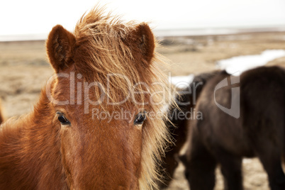 Closeup of a brown Icelandic pony
