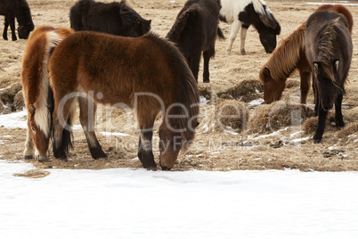 Herd of Icelandic ponies on a meadow in spring