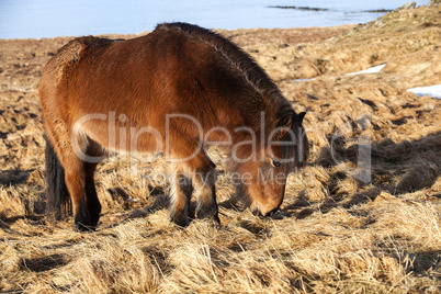 Brown icelandic pony on a meadow