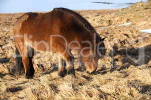 Brown icelandic pony on a meadow