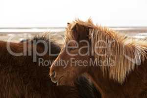 Brown Icelandic horse on a meadow