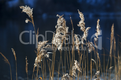 Golden reeds at a lake