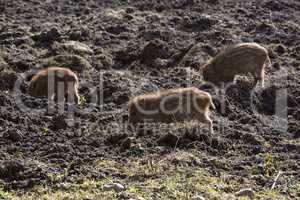 Wild young piglets on a field
