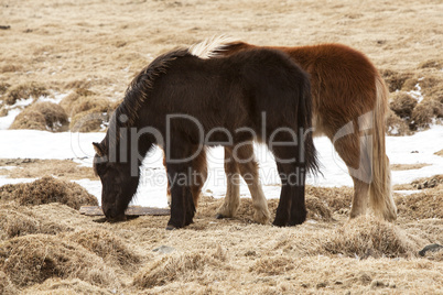 Two Icelandic horses on a meadow in spring