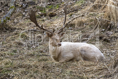 Albino buck deer in the forest