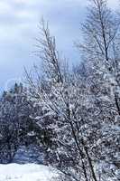 Snow-covered trees