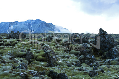 Resistant moss on volcanic rocks in Iceland