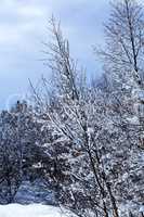 Snow-covered trees