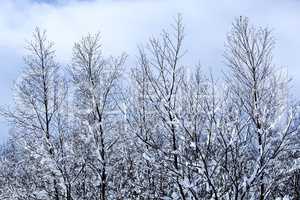 Snow-covered trees