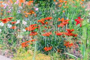 wildflowers