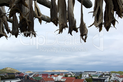 Stockfisch in Henningsvaer, Lofoten, Norwegen