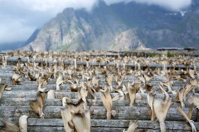 Stockfisch in Henningsvaer, Lofoten, Norwegen