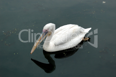 Bird the pelican floating on water