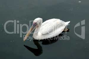 Bird the pelican floating on water