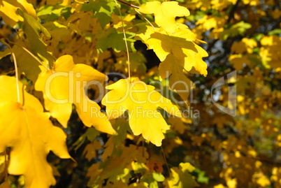 Autumn yellow leaves