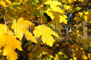 Autumn yellow leaves