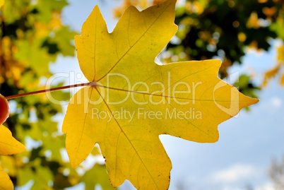 Autumn foliage against the sun