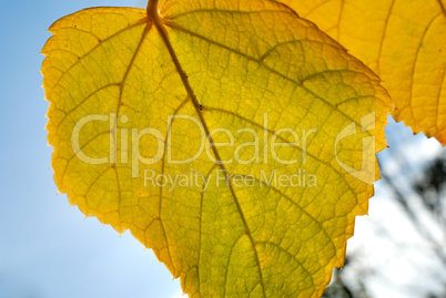 Autumn foliage against the sun