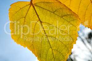 Autumn foliage against the sun