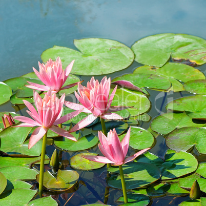 flowers of water lilies