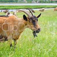 domestic goats grazing on pasture