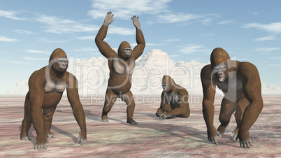 Vier Gorillas