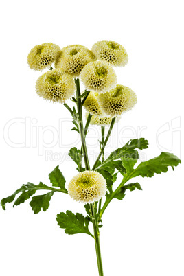 Cream chrysanthemum flowers, isolated on white background