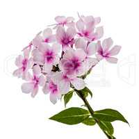 Pink flower phlox, isolated on white background
