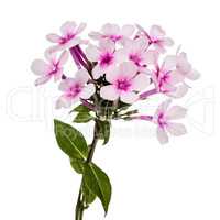 Pink flower phlox, isolated on white background