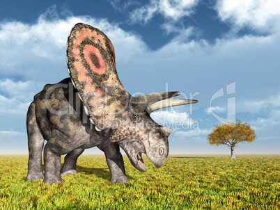 Dinosaurier Torosaurus