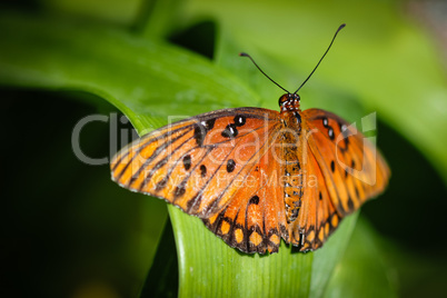 Queen Danaus Gilippus