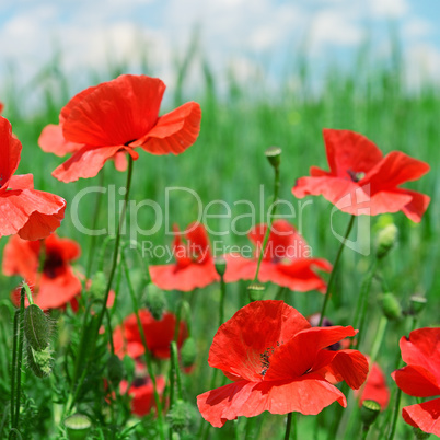 red poppies