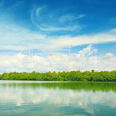 Equatorial mangroves