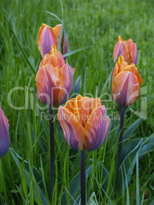 Tulpen