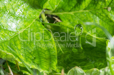 Water drop in the nature