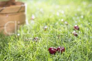 Morello Cherries in basket on green meadow