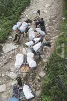 Horses laden with baggage climb the mountain