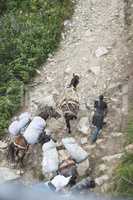 Horses laden with baggage climb the mountain