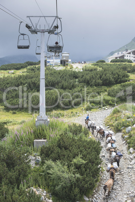 Horses laden with baggage climb the mountain