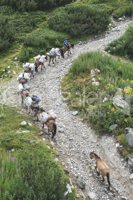 Horses laden with baggage climb the mountain