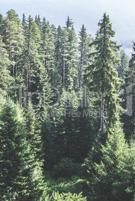Green fir forest