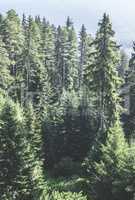 Green fir forest