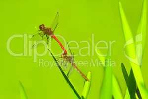 two dragonflies sit on the green leaves