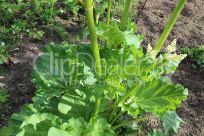 big leaves of rhubarb