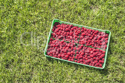 Raspberries in a green crate