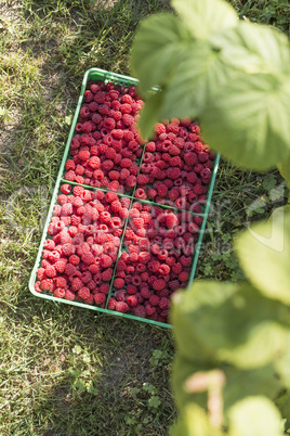 Raspberries in a green crate