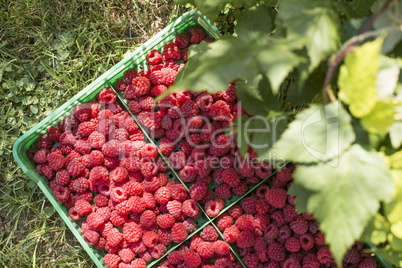 Raspberries in a green crate